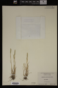 Alopecurus carolinianus image