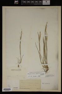 Alopecurus carolinianus image