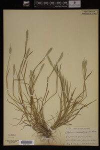 Alopecurus carolinianus image