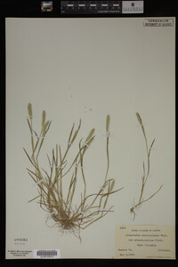 Alopecurus carolinianus image