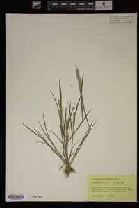 Alopecurus carolinianus image
