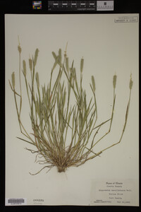 Alopecurus carolinianus image