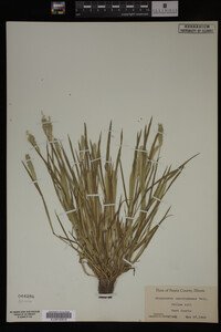 Alopecurus carolinianus image