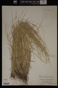 Alopecurus carolinianus image