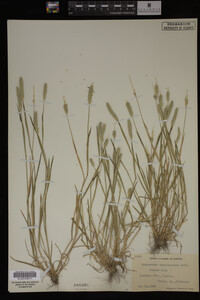 Alopecurus carolinianus image