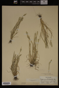 Alopecurus carolinianus image