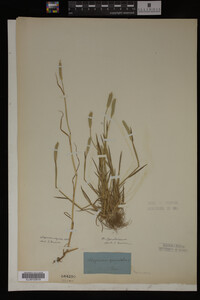 Alopecurus carolinianus image