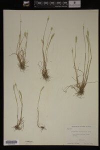 Alopecurus carolinianus image