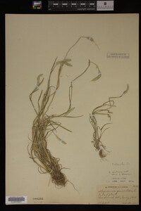Alopecurus carolinianus image