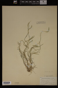 Alopecurus carolinianus image