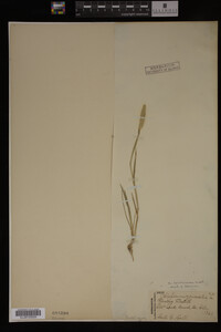 Alopecurus carolinianus image