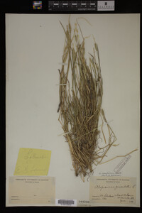 Alopecurus carolinianus image