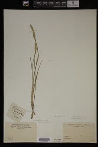 Alopecurus carolinianus image