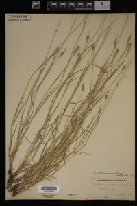 Alopecurus carolinianus image