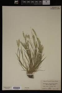 Alopecurus carolinianus image