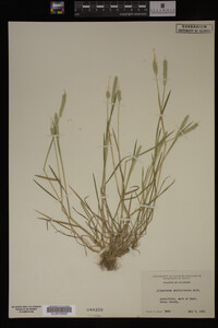 Alopecurus carolinianus image
