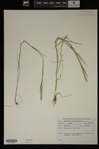 Alopecurus carolinianus image