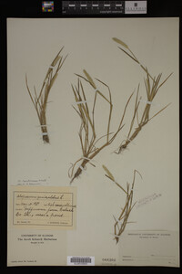 Alopecurus carolinianus image