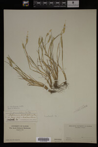 Alopecurus carolinianus image