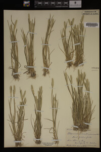 Alopecurus carolinianus image