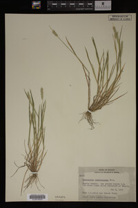 Alopecurus carolinianus image