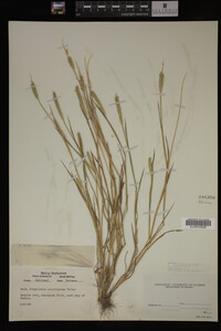 Alopecurus carolinianus image