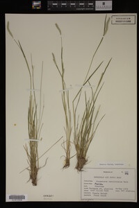 Alopecurus carolinianus image