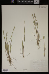 Alopecurus carolinianus image