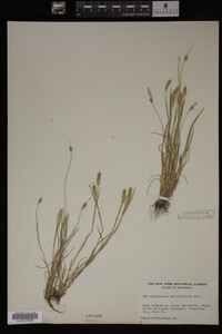 Alopecurus carolinianus image