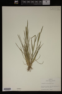 Alopecurus carolinianus image
