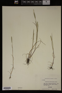 Alopecurus carolinianus image