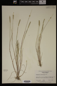 Alopecurus carolinianus image