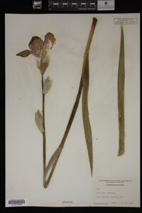 Image Associated With the Occurrence