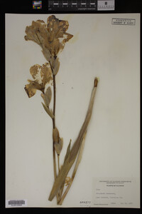 Image Associated With the Occurrence