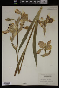 Image Associated With the Occurrence