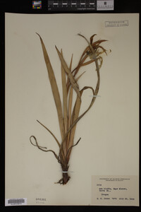 Image Associated With the Occurrence
