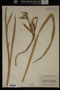 Image Associated With the Occurrence