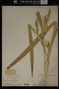 Image Associated With the Occurrence