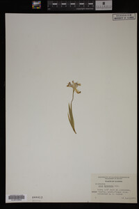 Image Associated With the Occurrence