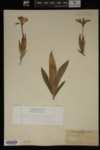 Image Associated With the Occurrence