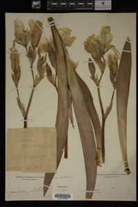 Image Associated With the Occurrence