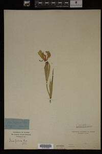 Iris fulva image