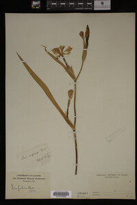 Iris fulva image