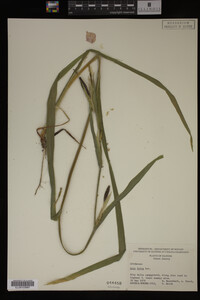 Iris fulva image