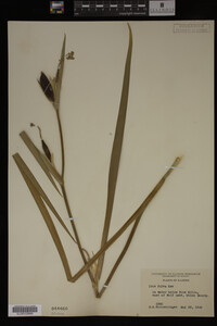 Media resource of Iris fulva