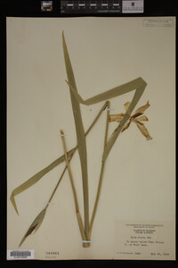 Iris fulva image