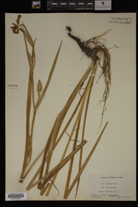 Iris fulva image