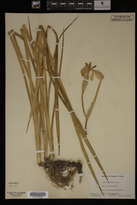 Iris fulva image