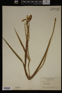 Iris fulva image