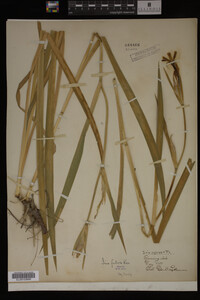 Iris fulva image